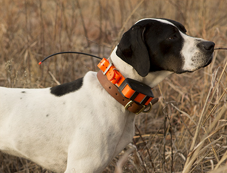 Gps ошейник Garmin T5 для собак